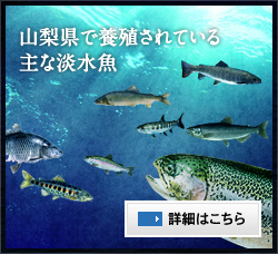 山梨県で養殖されている主な淡水魚 詳細はこちら