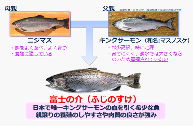 富士の介とは