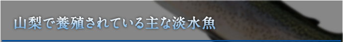 山梨県で養殖されている主な淡水魚